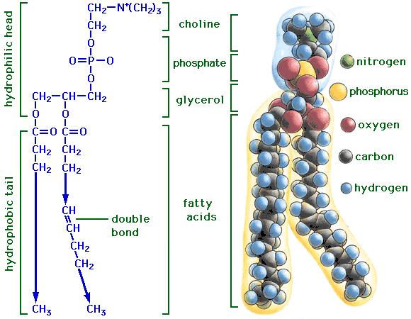 Structure of Lipids