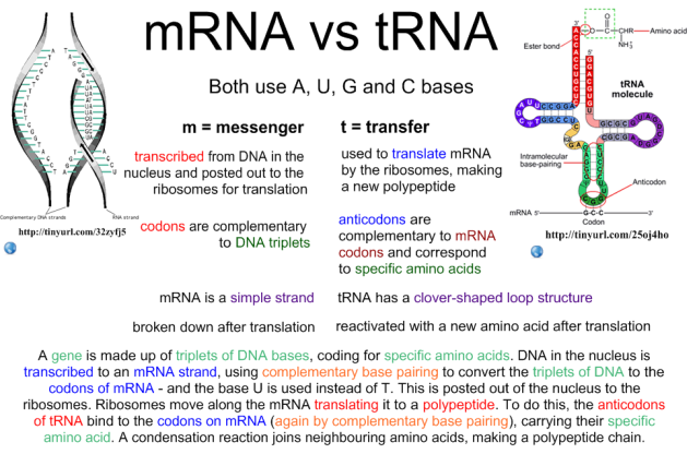 Comparison between mRNA and tRNA